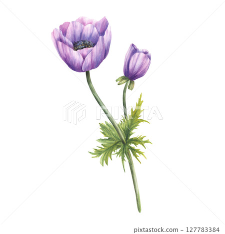Purple anemone flower with lilac realistic bud, stem and leaves. Floral violet plant perfect for invitations, greeting, wedding card. Hand painted in watercolor isolated from white background clipart 127783384