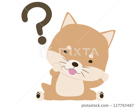 一隻帶著問號微笑的柴犬 127783487