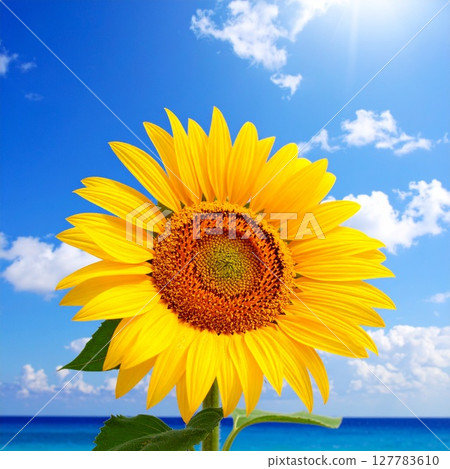 Sunflower flower illustration 127783610