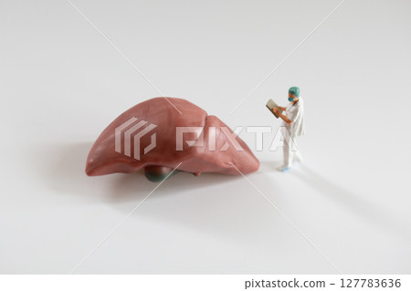 A model of the liver and a miniature of a standing doctor examining the liver A model of the liver and a miniature of a standing doctor examining the liver 127783636