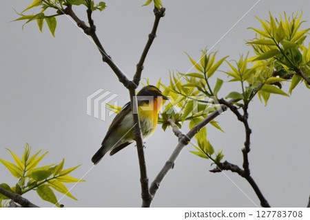 A Narcissus Flycatcher Singing on a Twig 127783708