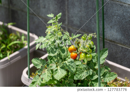 Tomatoes growing in a home garden in the summer sunshine 127783776