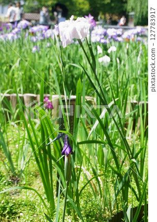 Japanese iris and a dragonfly resting on the bud 127783917