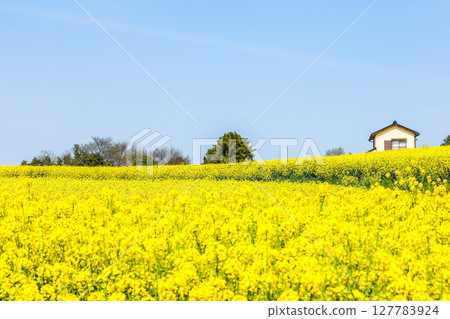 Landscape with rape field 127783924