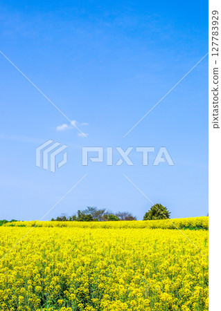 Cloudy blue sky and rapeseed field 127783929