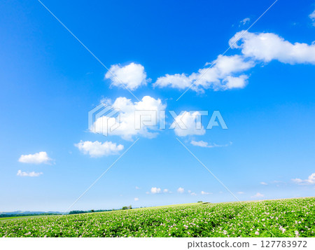 藍天白雲、馬鈴薯花盛開，令人心曠神怡的北海道風光 127783972