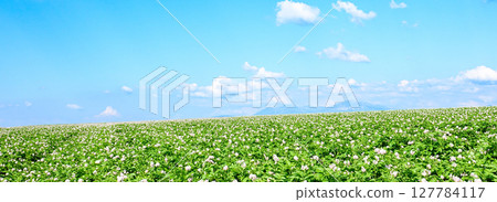 A refreshing Hokkaido-like scene with blue skies and blooming potato flowers 127784117