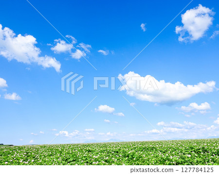 A refreshing Hokkaido-like scene with blue skies and blooming potato flowers 127784125
