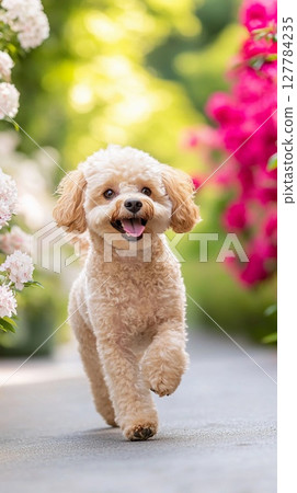 A smiling toy poodle running energetically along the azalea flower path 127784235