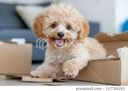 A puppy chewing on cardboard with curiosity, a problem behavior 127784261