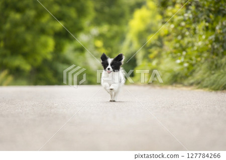 A small black and white papillon puppy joyfully runs along a quiet road, sticking out its tongue. The blurred green background creates a vivid scene. 127784266