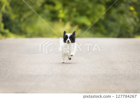 A small black and white papillon puppy joyfully runs along a quiet road, sticking out its tongue. The blurred green background creates a vivid scene. 127784267
