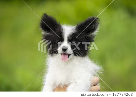 A black and white papillon puppy is being gently held by human hands. The soft green background emphasizes the puppy sweet and innocent expression. 127784268