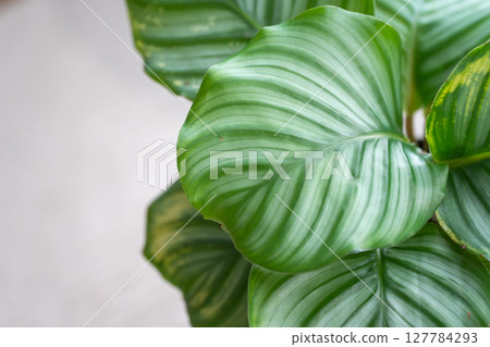 竹芋葉子與房間自然融合 竹芋葉子與房間自然融合 127784293