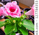 粉色可愛的花朵 127784353