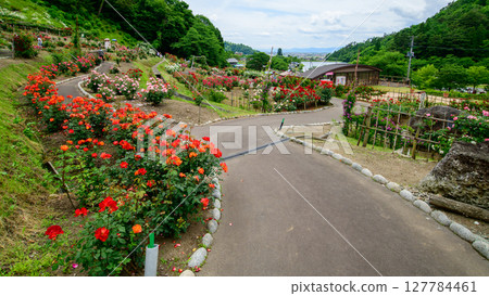 山形縣東澤玫瑰公園盛開的美麗玫瑰 山形縣東澤玫瑰公園盛開的美麗玫瑰 127784461