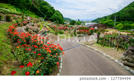 Beautiful roses in full bloom at Higashizawa Rose Park, Yamagata Prefecture Beautiful roses in full bloom at Higashizawa Rose Park, Yamagata Prefecture 127784494