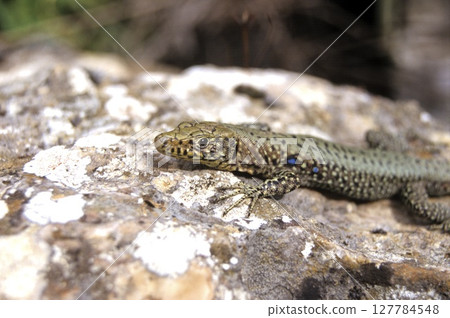 Greek Rock Lizard (Lacerta graeca)  127784548