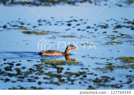 Little Grebe (Tachybaptus ruficollis), Crete  127784549