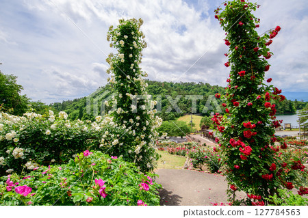 Beautiful roses in full bloom at Higashizawa Rose Park, Yamagata Prefecture 127784563