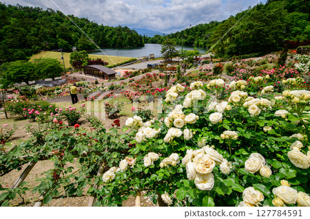 A rose garden filled with colorful roses, Higashizawa Rose Park, Yamagata Prefecture 127784591