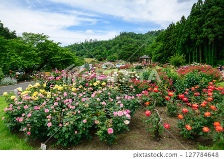 山形縣東澤玫瑰公園盛開的美麗玫瑰 127784648