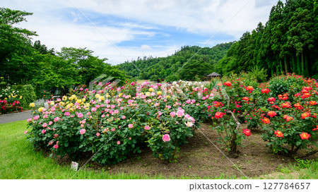 Beautiful roses in full bloom at Higashizawa Rose Park, Yamagata Prefecture Beautiful roses in full bloom at Higashizawa Rose Park, Yamagata Prefecture 127784657