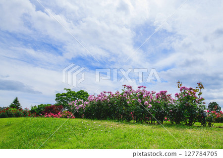 藍天和美麗的玫瑰，山形縣東澤玫瑰公園 127784705