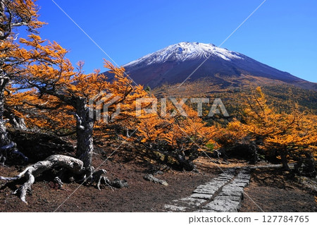 Mt. Fuji and the yellow leaves of larch trees seen from the back garden October Mt. Fuji 602 Fuji Subaru Line Autumn leaves in the back garden 127784765