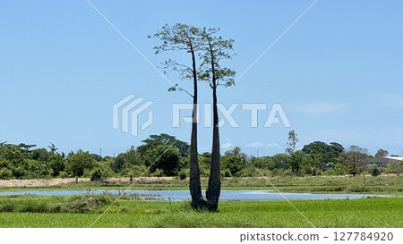 Young Twin Baobab (Smaller Twin Baobab) Young Twin Baobab (Smaller Twin Baobab) 127784920