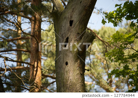 Tree Trunk with Bird Holes in a Forested Area Amid Sunlight 127784944