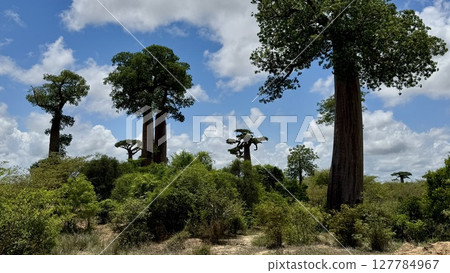 路邊的猴麵包樹（路邊生長的幾棵樹） 127784967