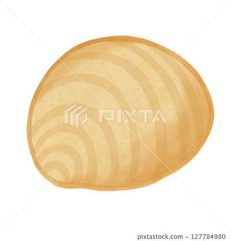 Bivalve shell watercolor Bivalve shell watercolor 127784980
