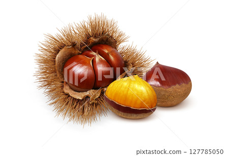 Chestnut illustration realistic chestnut burr Chestnut illustration realistic chestnut burr 127785050