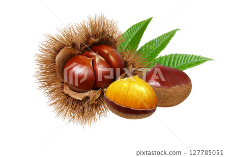 栗子插畫逼真的栗子毛刺 127785051