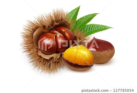 栗子插畫逼真的栗子毛刺 127785054