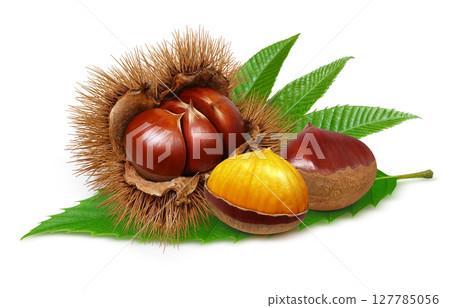 栗子插畫逼真的栗子毛刺 栗子插畫逼真的栗子毛刺 127785056