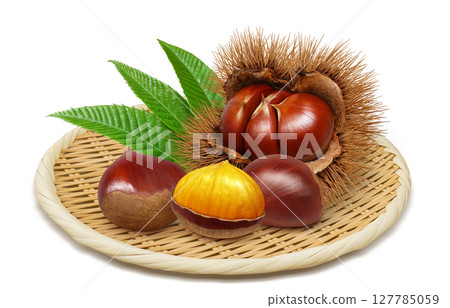 Chestnut illustration realistic chestnut burr 127785059