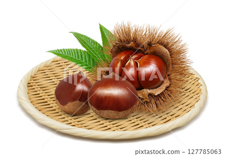 Chestnut illustration realistic chestnut burr Chestnut illustration realistic chestnut burr 127785063