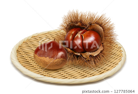 栗子插畫逼真的栗子毛刺 127785064