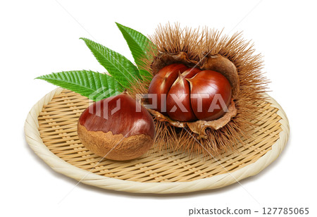 Chestnut illustration realistic chestnut burr 127785065