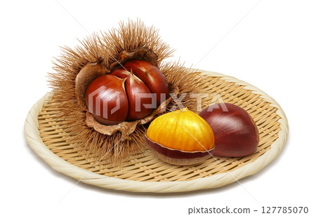 栗子插畫逼真的栗子毛刺 127785070