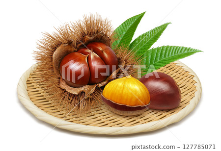 栗子插畫逼真的栗子毛刺 127785071