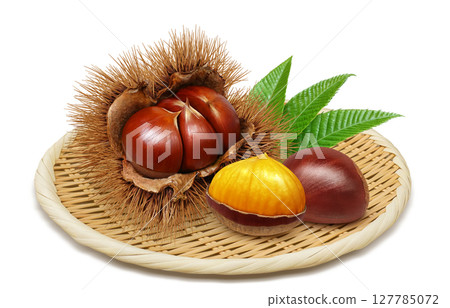 栗子插畫逼真的栗子毛刺 127785072