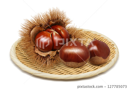 栗子插畫逼真的栗子毛刺 127785073