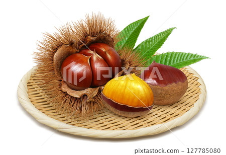 栗子插畫逼真的栗子毛刺 127785080