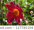 Even a single flower is beautiful 127785104
