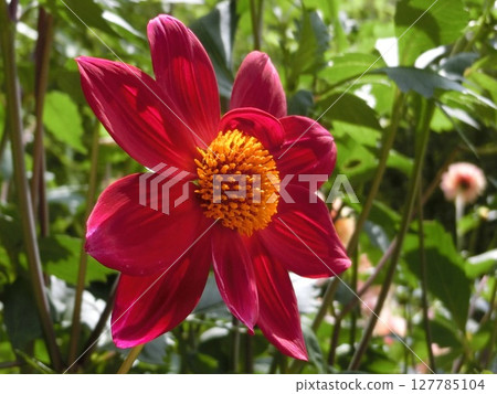 哪怕一朵花也美麗 127785104