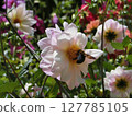 Insects also come to suck nectar from beautiful flowers. 127785105