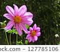 Beauty competition 127785106